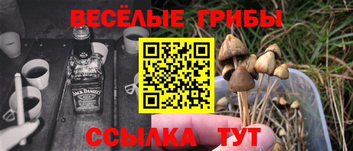Псилоцибиновые грибы Cubensis Сокол